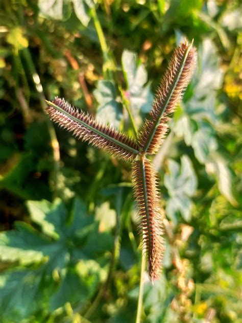 Leaves Of A Grass Plant PixaHive