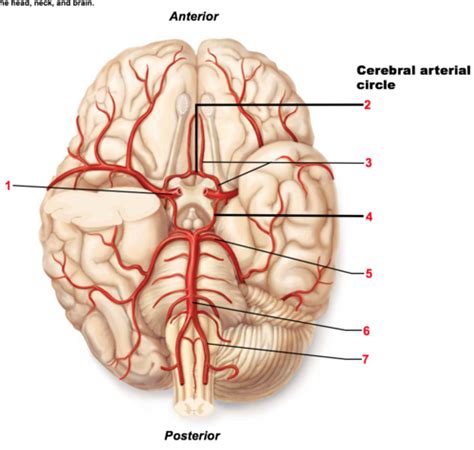 Dermatomes Myotomes And Cutaneous Diagram Quizlet The Best Porn Website