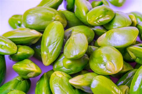 Peeled Bitter Bean Also Known As Parkia Speciosa Stock Image Image