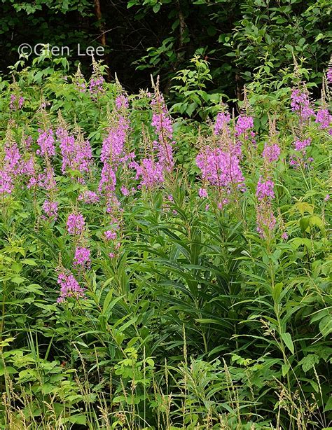 Chamerion Angustifolium Photos Saskatchewan Wildflowers