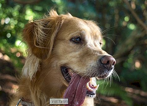 Deber A Preocuparme Por La Sangre En La Orina De Mi Perro Perros