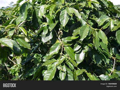 Glossy Leathery Leaves Evergreen Image And Photo Bigstock