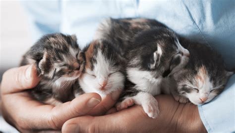 Gatos Abrem Os Olhos Quantos Dias Descubra Agora Meu Miauau