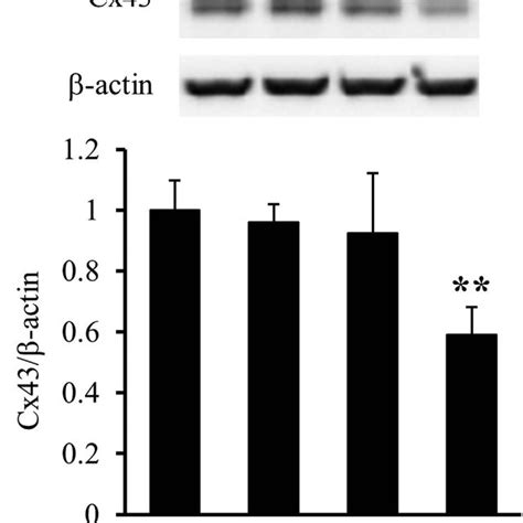 Downregulation of Cx43 protein levels by IFNγ treated Download