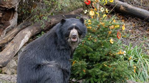 Schönbrunn Zoo attracted over two million visitors – Archyde