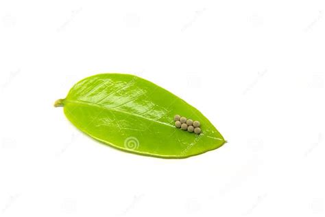 Insect Eggs Laid On Green Leavesbutterfly Eggsinsect Eggs Arranged In