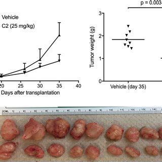 Effect Of C On Tumor Growth A Mouse Xenograft Test Tumor Volume P