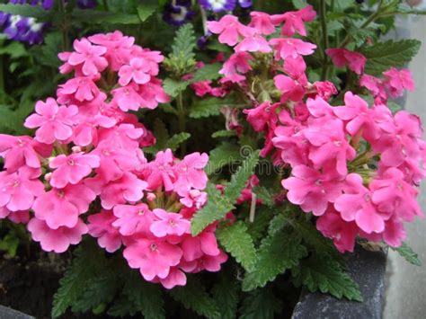 Flores Cor De Rosa Nas Ruas De Um Granito Floreiro Imagem De Stock