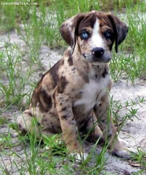 He Will Be Mine Leopard Dog Louisiana Catahoula Leopard Dog