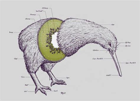 Anatomy of a kiwi bird. | Anatomy art, Animal art, Illustration art