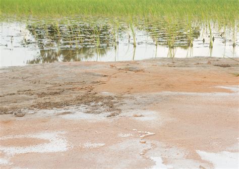 Fao Launches World Map Of Salt Affected Soils Crop Biotech Update