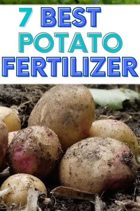 Potato Fertilizer - The 7 Best Potato Fertilizer ( Include Organic Option) in 2024 | Fertilizer ...