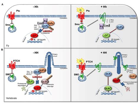 Dubs Activating Hedgehog Signaling Pathway Encyclopedia Mdpi