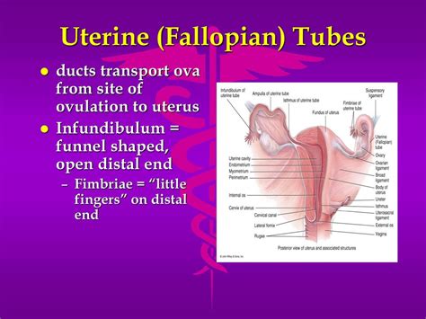 The Reproductive System Ppt Download