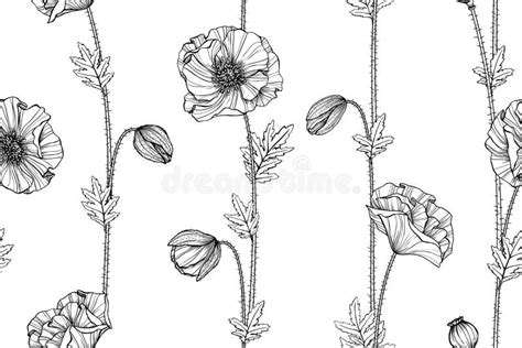 Poppy Flower Drawing Illustration Black And White With Line Art Stock