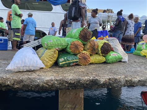 Betel Nut helps build homes, pay fees in parts of East Are’are