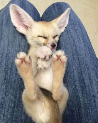 13 Adorable Fennec Fox Facts They Survive In The Desert Without Water