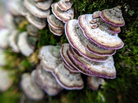 Fungi: Friend or Foe? | Naples Botanical Garden