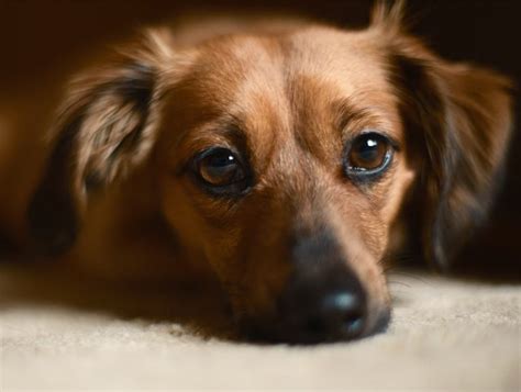 Chihuahua Dachshund Mix - Chiweenie Breed Traits and Care Guide