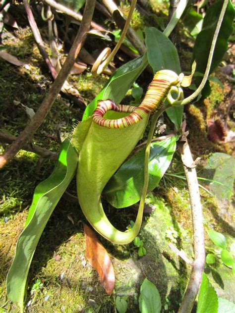 Pitcher Plant Itchy Feet On The Cheap