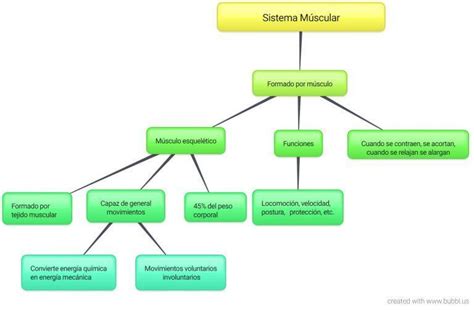 Mapa Conceptual Del Sistema Muscular