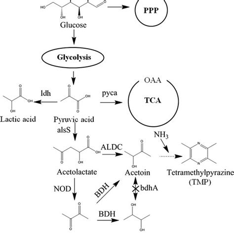 Tetramethylpyrazine Tmp Biosynthetic Pathway And Other Overflow