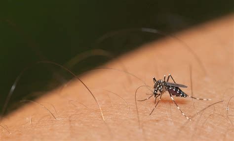 Effective Charlotte Nc Mosquito Control Say Goodbye To Bites