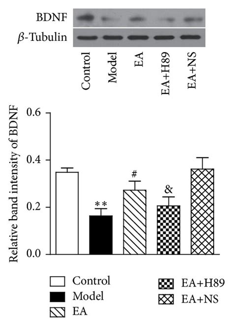 EA Increased The Expression Of The PCREB Protein BDNF Protein And