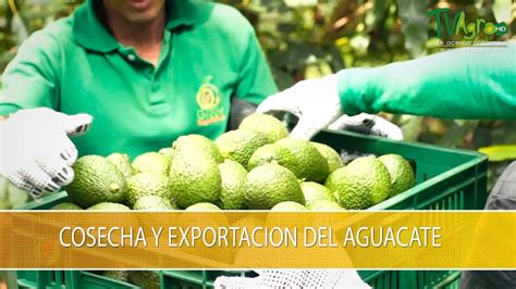 Cosecha Y Exportacion Del Aguacate Tvagro Por Juan Gonzalo Angel