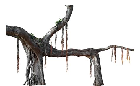 50 Free Banyan Tree And Banyan Tree Images Pixabay