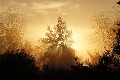 Free Images Landscape Tree Nature Branch Light Cloud Sky