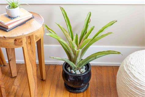 Types Of Bromeliads For Growing Indoors