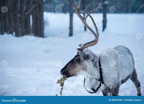 Reindeer In The Background Of A Snowy Landscape Stock Photo Image Of