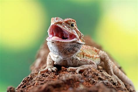 Why Do Bearded Dragons Open Their Mouths 8 Interesting Reasons Hepper