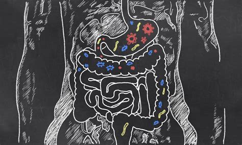 How Gut Health Affects Your Overall Health New Earth Life Sciences