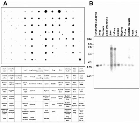 Dot And Northern Blot Hybridization Analyses Of Expression Of The Human