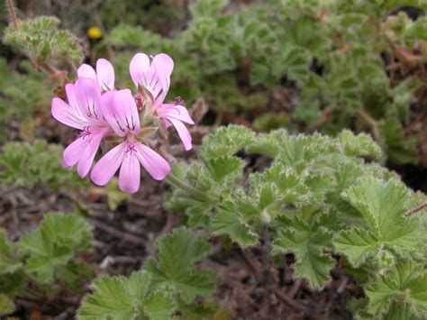 Pelargonium Capitatum