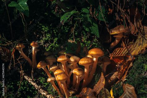 Fotos De Los Aut Nticos Hongo De Miel Armillaria Mellea En Oto O