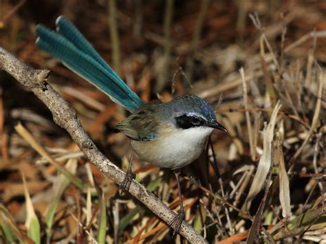 Purple Crowned Fairywren Ebird