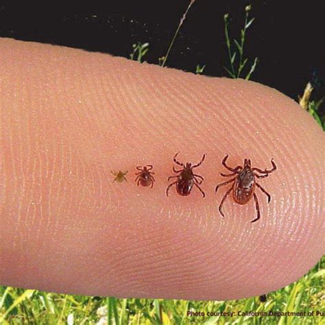 How To Prevent Tick Bites And Infection Lyme Disease Symptoms Lyme