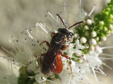 Sphecodes Rubripes Halictidae Sweat Bees Simon Oliver Flickr