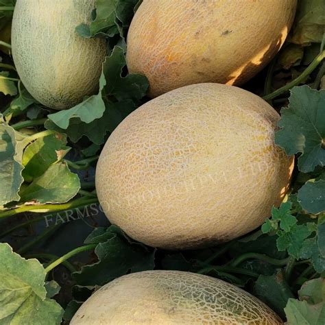 Fb Ananas F1 Hybrid Muskmelon Seeds Packaging Type Packet At Rs 668