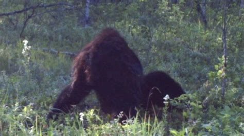 Alberta Trail Cam Captures Clear Picture Of Bigfoot Youtube