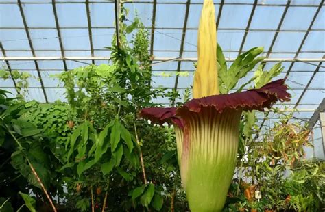 Growing Amorphophallus Titanum Tips And Care Guide Corpse Flower