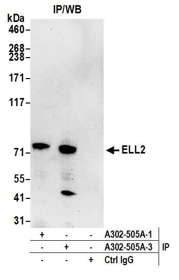 Ell2 Polyclonal Antibody A302 505a