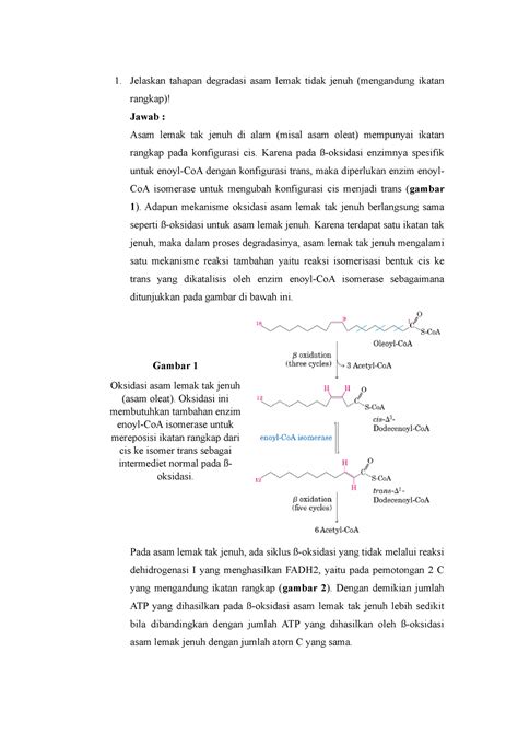 Degradasi Lemak Biokimia Jelaskan Tahapan Degradasi Asam Lemak
