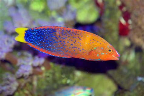 Red Coris Wrasse Fish And Coral Store