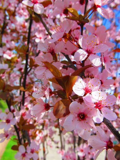 Free Images Tree Nature Branch Flower Petal Spring Pink Season