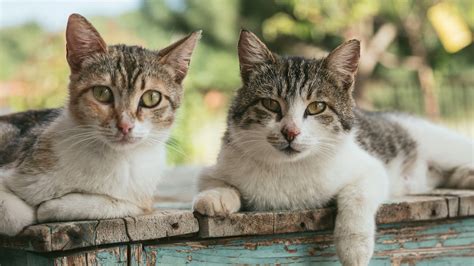 オス猫とメス猫の特徴を詳しく解説！猫の性別の違いについて ねこのすすめ