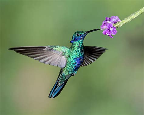 Purple And Green Hummingbird